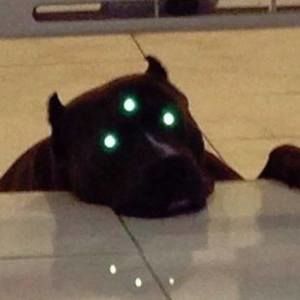 Meet your Posher, Quinn